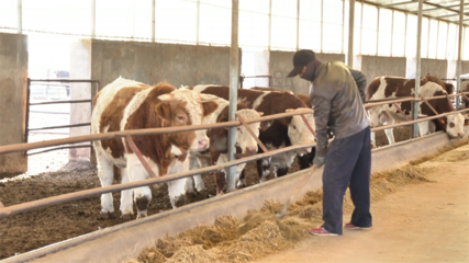 【鄉村行·看振興】高臺 “畜”勢勃發牧歌歡——畜牧漁業飼料銷售助力產業興旺