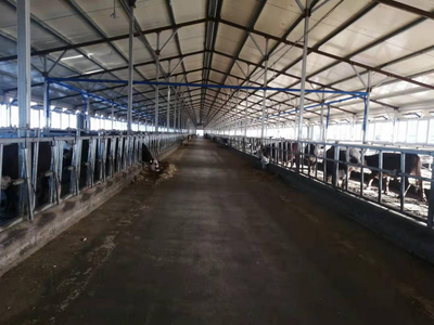 雙鴨山市 龍頭帶動，牛業起航，畜牧漁業飼料銷售新篇章