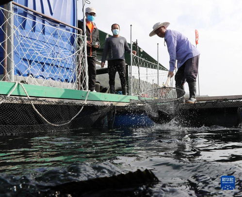 漁排之上，香港的另一面 從漁業飼料銷售看城市多元生態